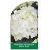 hydrangea-macrophylla-white-rock-1