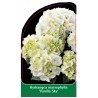 hydrangea-macrophylla-vanilla-sky-1