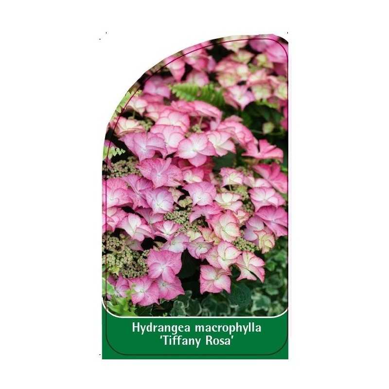 hydrangea-macrophylla-tiffany-rosa-1