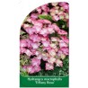 hydrangea-macrophylla-tiffany-rosa-1