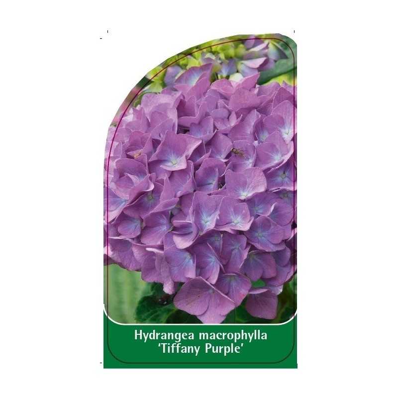 hydrangea-macrophylla-tiffany-purple-1