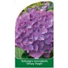 hydrangea-macrophylla-tiffany-purple-1