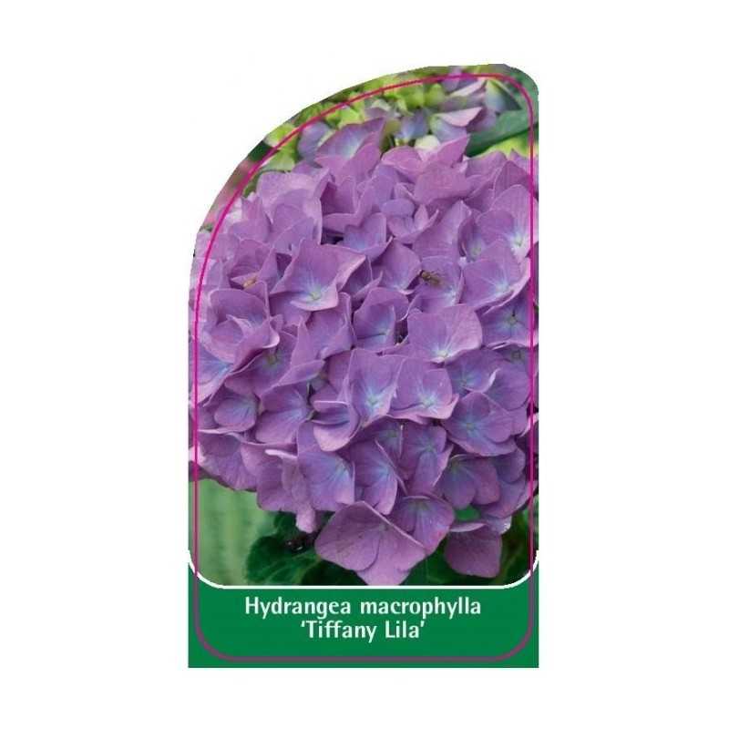 hydrangea-macrophylla-tiffany-lila-1