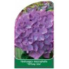 hydrangea-macrophylla-tiffany-lila-1