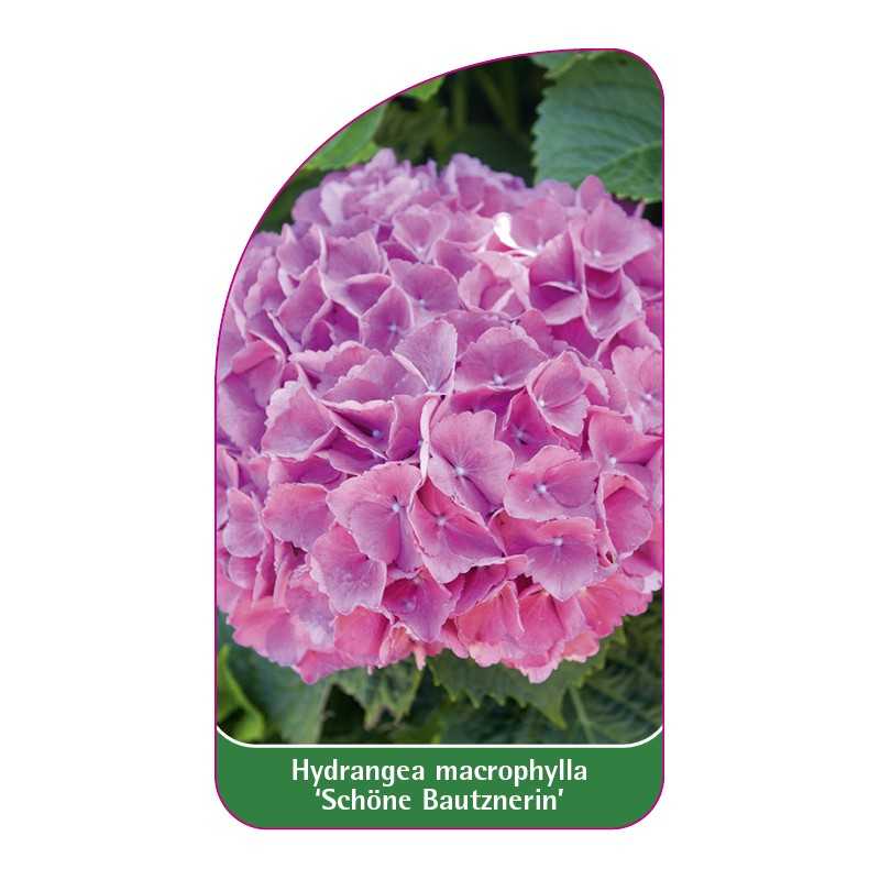 hydrangea-macrophylla-schone-bautznerin-1