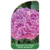 hydrangea-macrophylla-schone-bautznerin-1