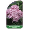 hydrangea-macrophylla-sanguinea-1