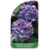 hydrangea-macrophylla-renate-steininger-1