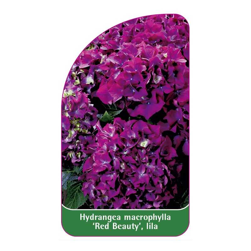 hydrangea-macrophylla-red-beauty-lila1