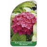 hydrangea-macrophylla-red-baron-1