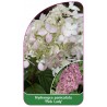 hydrangea-macrophylla-pink-lady-1