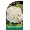 hydrangea-macrophylla-pax-1