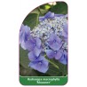 hydrangea-macrophylla-mousmee-1