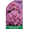 hydrangea-macrophylla-miss-hepburn-1