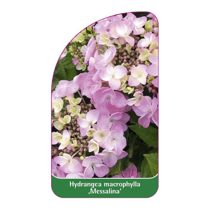 hydrangea-macrophylla-messalina-1