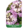 hydrangea-macrophylla-messalina-1