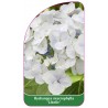 hydrangea-macrophylla-libelle-1