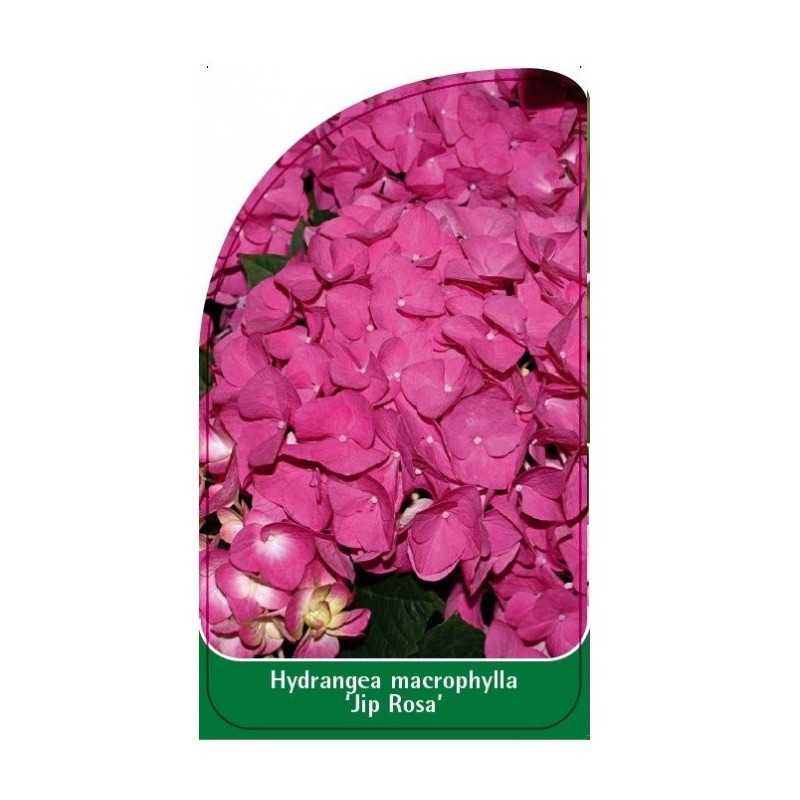 hydrangea-macrophylla-jip-rosa-1