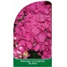 hydrangea-macrophylla-jip-rosa-1