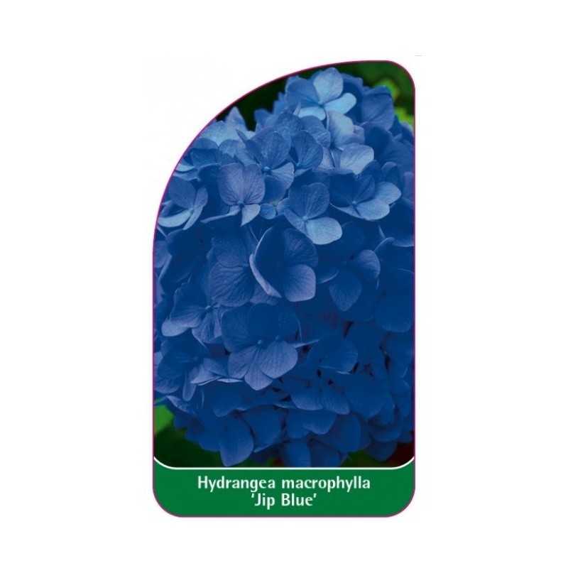 hydrangea-macrophylla-jip-blue-1