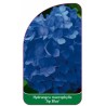 hydrangea-macrophylla-jip-blue-1