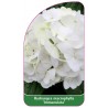 hydrangea-macrophylla-immaculata-1