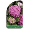 hydrangea-macrophylla-hornli-1