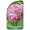 hydrangea-macrophylla-hamburg-1