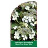 hydrangea-macrophylla-great-star-blanc-bleu-1