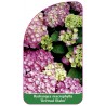 hydrangea-macrophylla-gertrud-glahn-b1