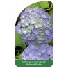 hydrangea-macrophylla-gertrud-glahn-a1