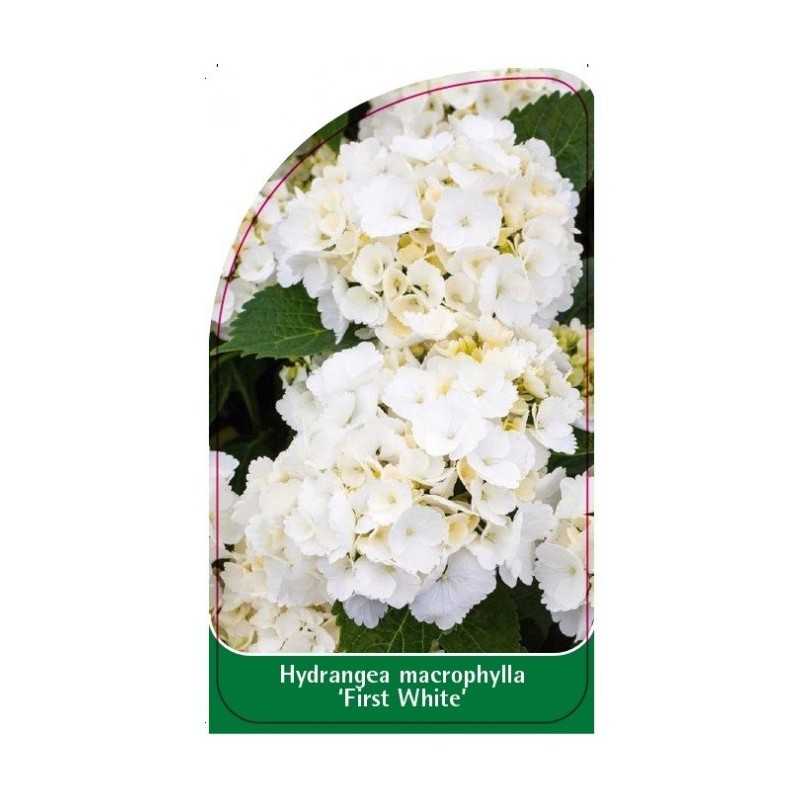 hydrangea-macrophylla-first-white-1