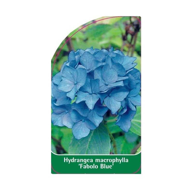 hydrangea-macrophylla-fabolo-blue-1