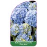 hydrangea-macrophylla-early-blue-1