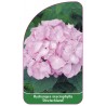 hydrangea-macrophylla-deutschland-1