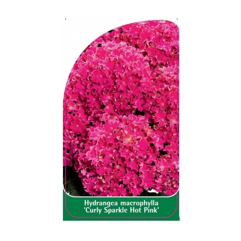 hydrangea-macrophylla-curly-sparkle-hot-pink-1