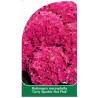 hydrangea-macrophylla-curly-sparkle-hot-pink-1