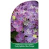 hydrangea-macrophylla-curly-sparkle-blue-purple-1