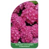 hydrangea-macrophylla-constellation-b1