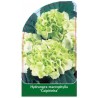 hydrangea-macrophylla-caipirinha-1