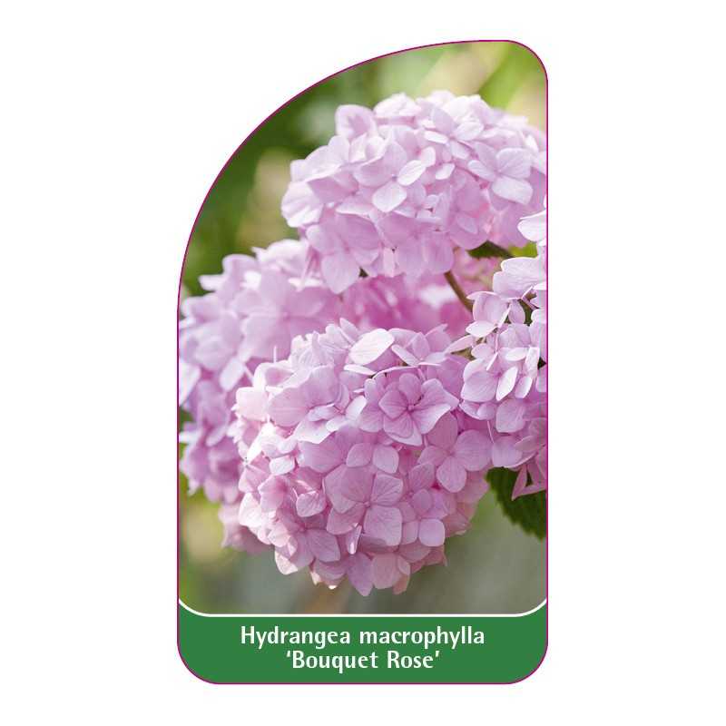 hydrangea-macrophylla-bouquet-rose-1