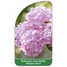 hydrangea-macrophylla-bouquet-rose-1