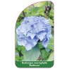 hydrangea-macrophylla-bodensee-1