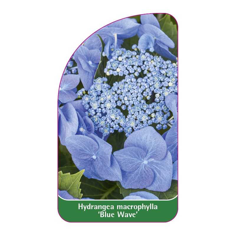 hydrangea-macrophylla-blue-wave-1