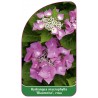 hydrangea-macrophylla-blaumeise-rosa1