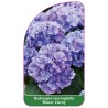 hydrangea-macrophylla-blauer-zwerg-1