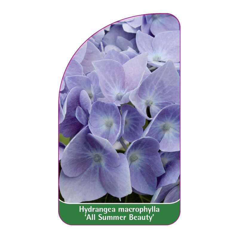 hydrangea-macrophylla-all-summer-beauty-a1