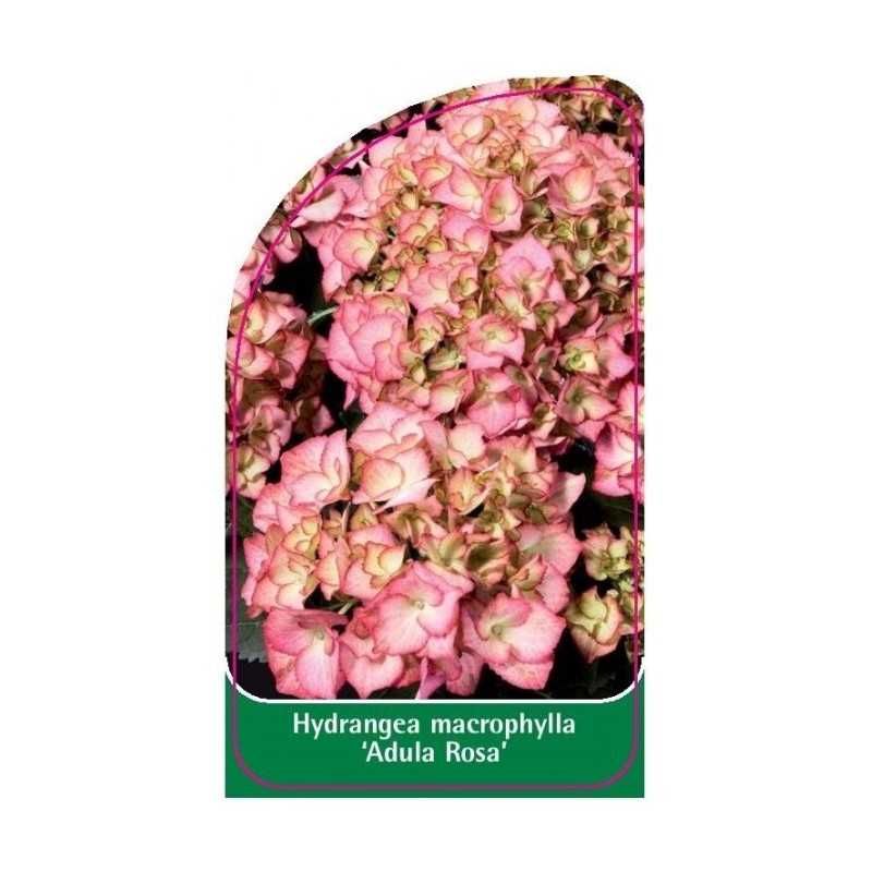 hydrangea-macrophylla-adula-rosa-1