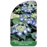 hydrangea-macrophylla-teller-blau1