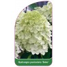 hydrangea-paniculata-bobo-1